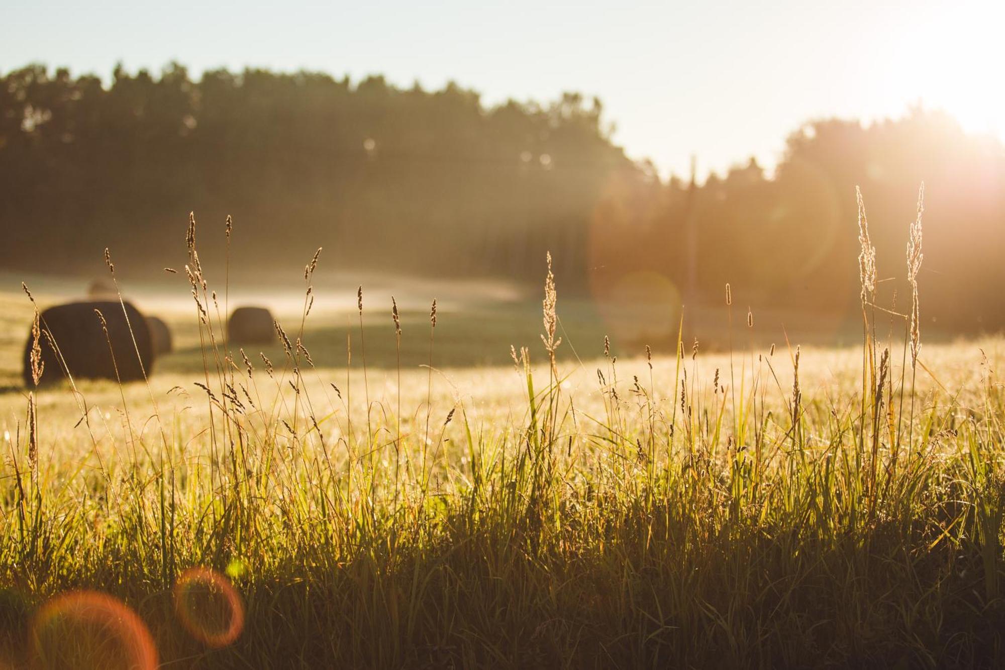 Muuski Glempings Korneti Bagian luar foto